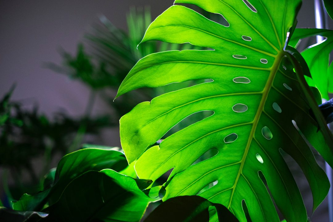 Vegetação de A a Z: Monstera deliciosa (Costela-de-adão)