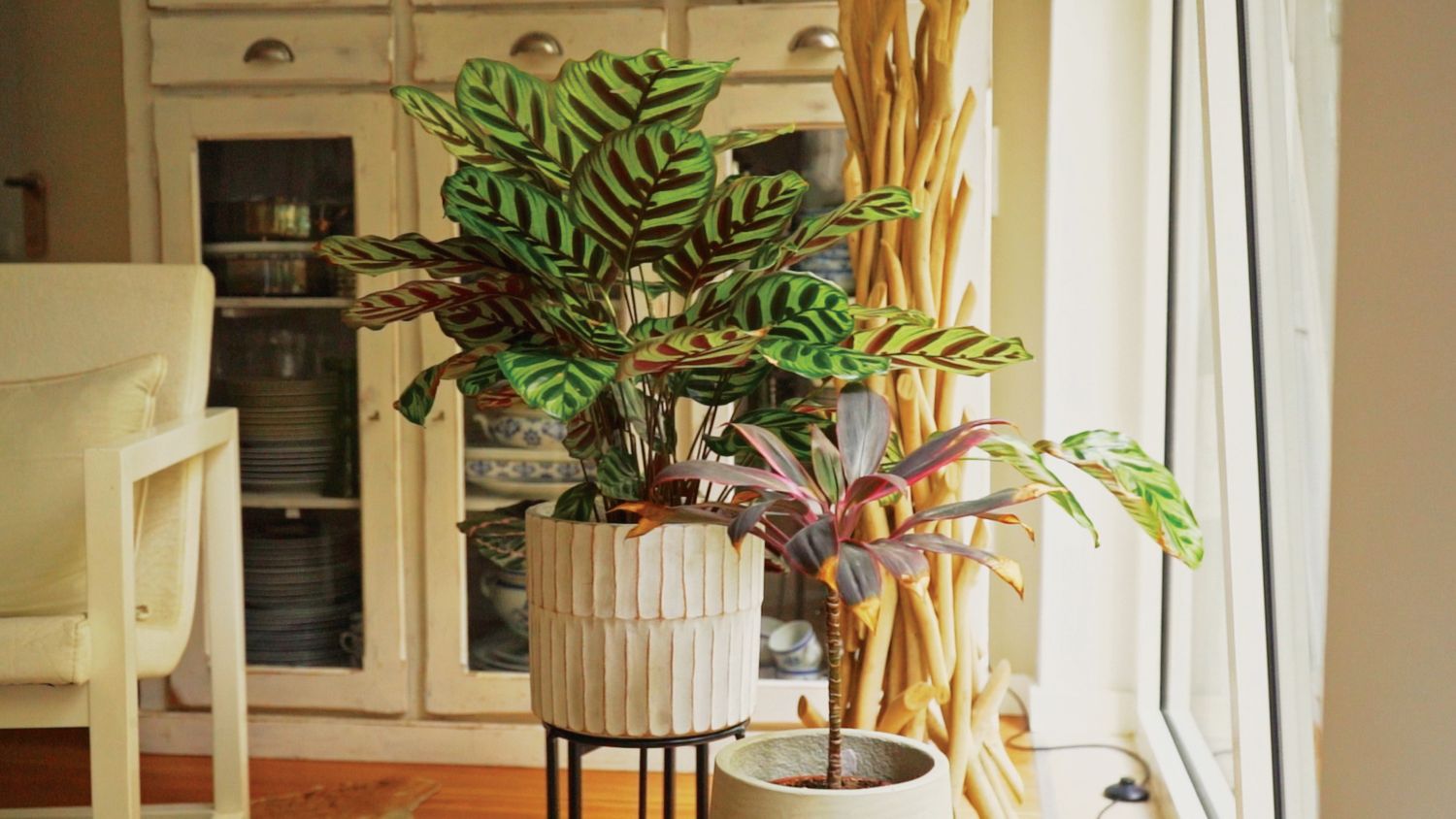 Vegetação em vaso: cuidados de primavera