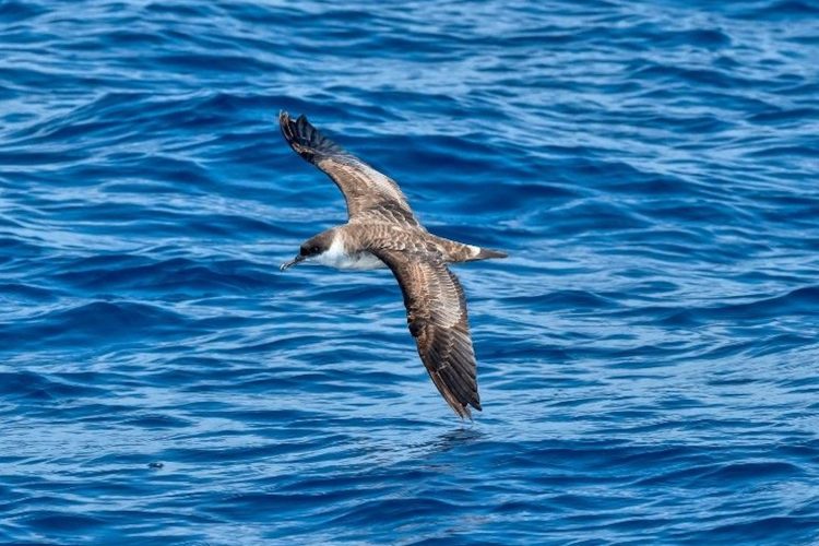Pesquisa revela bactéria de mamíferos em piolho de ave marinha
