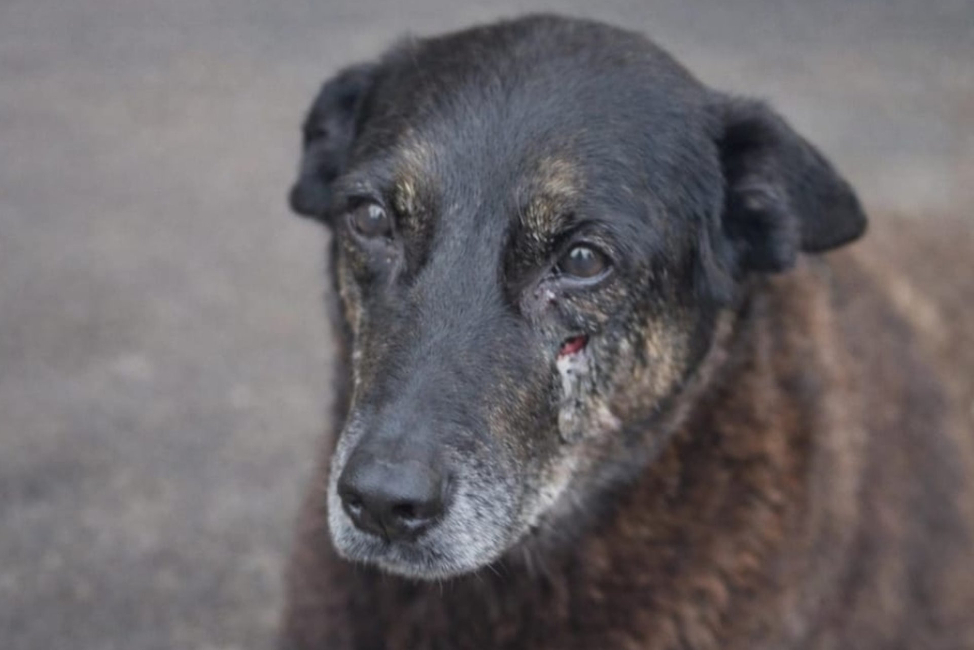 Em homenagem ao cão Ouvido, governo aumenta multa para quem maltrata animais