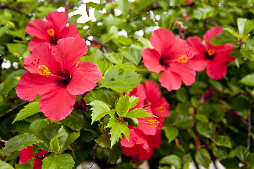7 dicas para plantar hibiscos com sucesso