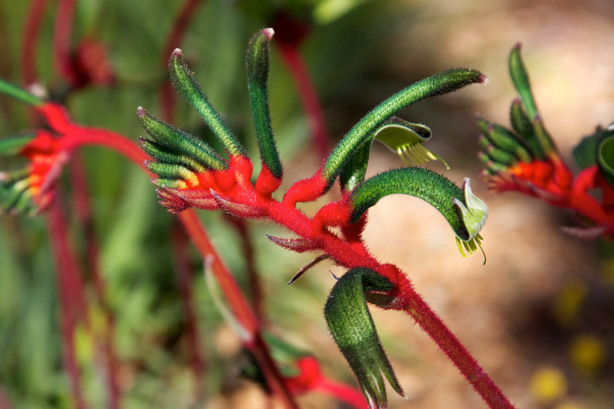 Anigozanthos spp. – Revista Jardins
