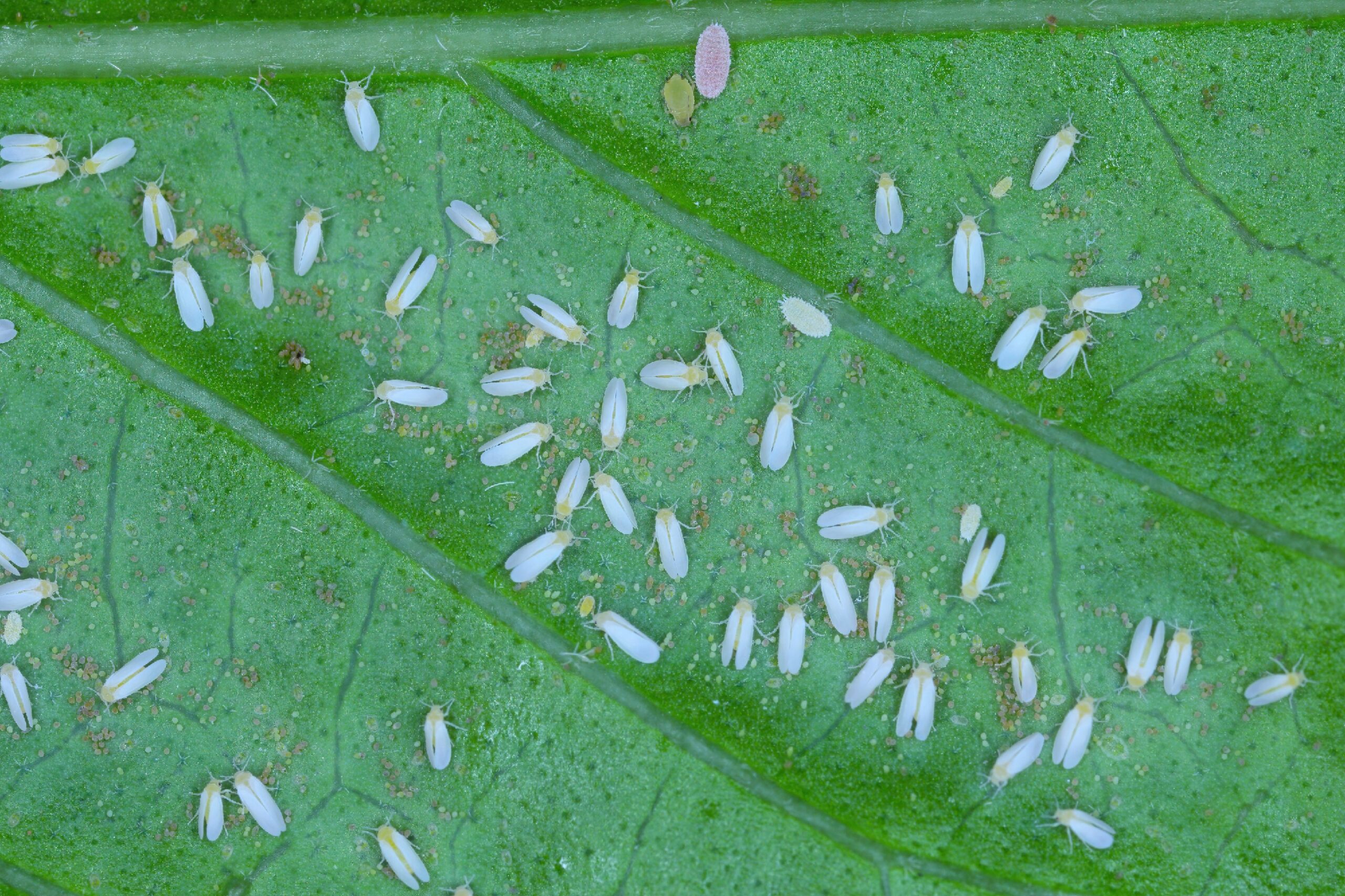 Bemisia tabaci (Mosca-branca) – Revista Jardins