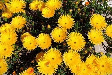 Chorina, uma vegetal muito resistente ao sol e calor