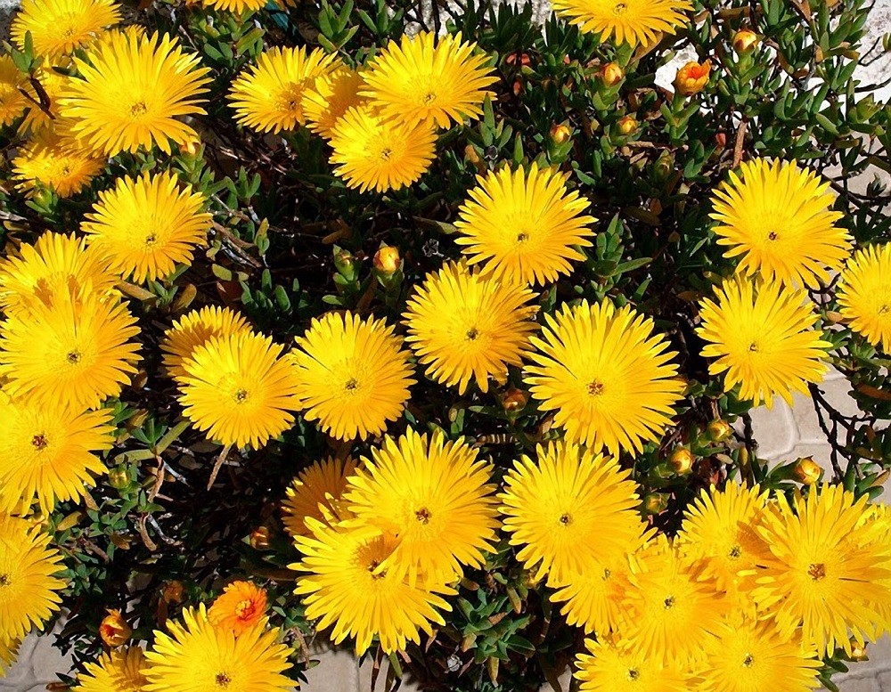 Chorina, uma vegetal muito resistente ao sol e calor