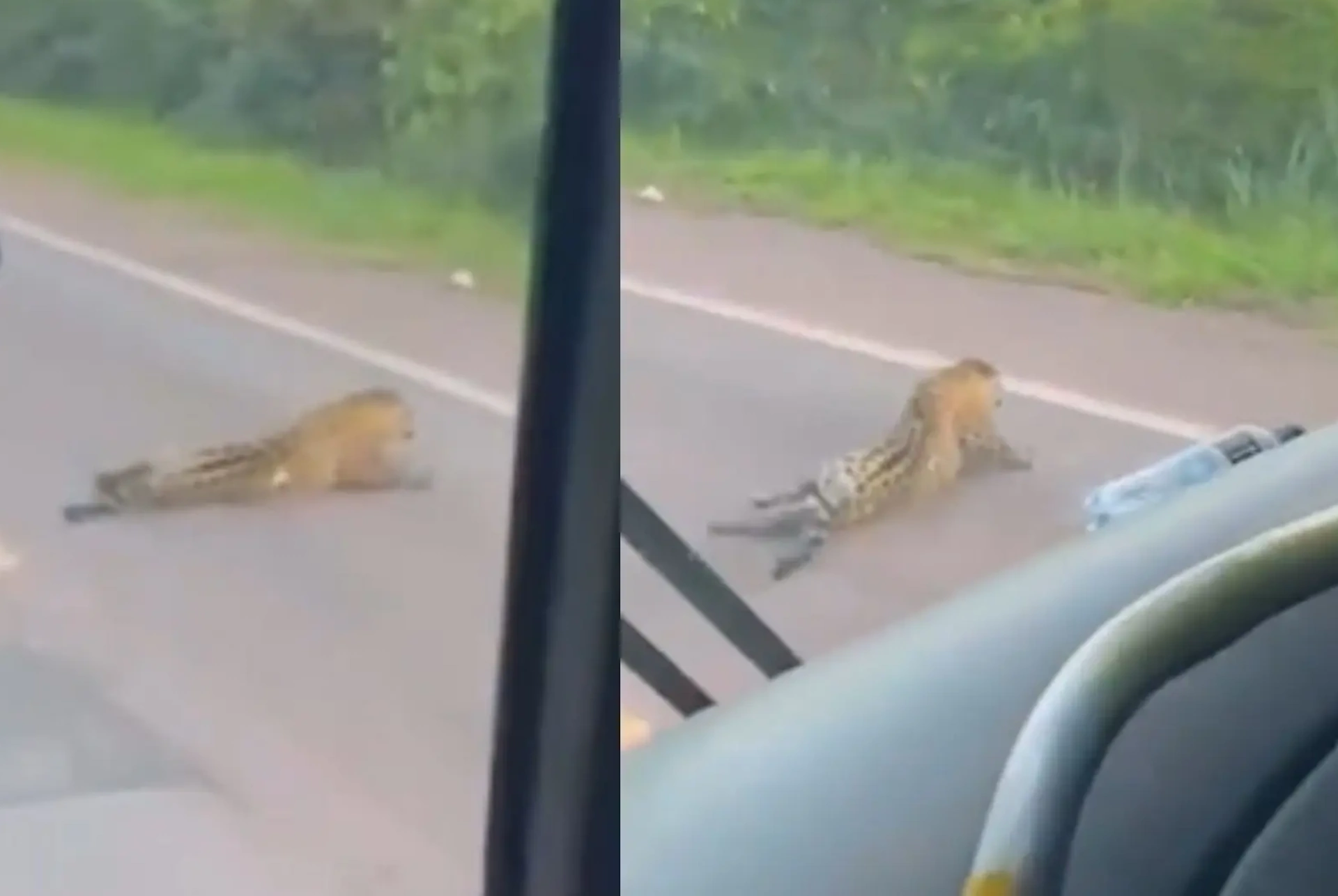 Morte de onça em MS faz projeto de lei de 2015 prosseguir na tarifa da Câmara dos Deputados