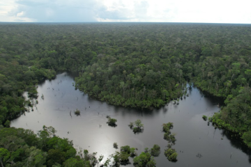 Licença inédita em leiva pública testa novo protótipo de gestão para florestas na Amazônia