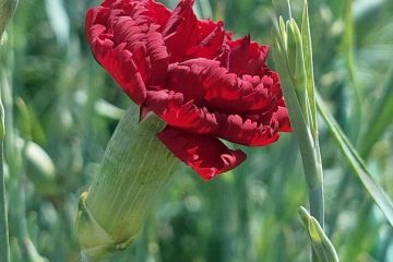 O simbolismo dos cravos – Revista Jardins