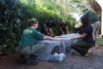 Término da traço: último criadouro de macacos do Brasil é oficialmente esvaziado