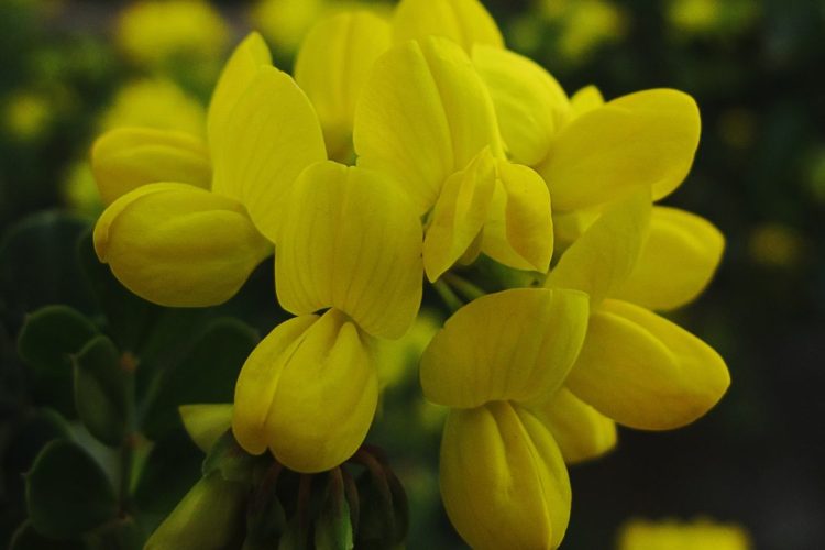 Pascoinha, uma flor para a Páscoa