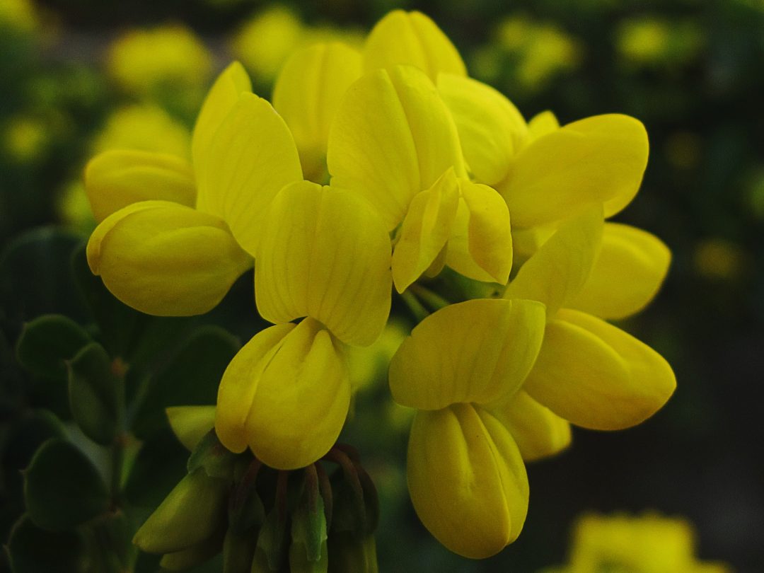 Pascoinha, uma flor para a Páscoa