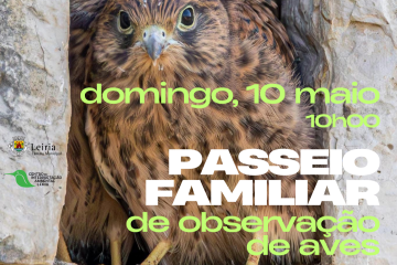 Passeio familiar de reparo de aves