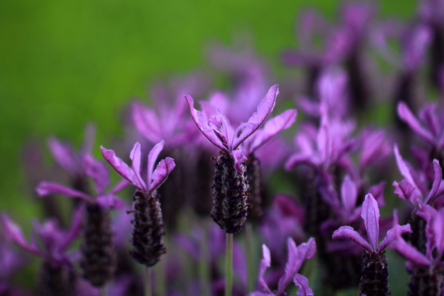 Rosmaninho (Lavandula stoechas) – Revista Jardins