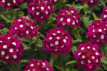 12 flores para plantar em maio