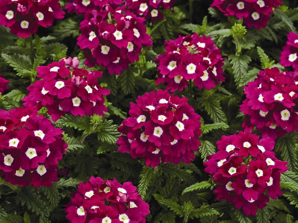 12 flores para plantar em maio