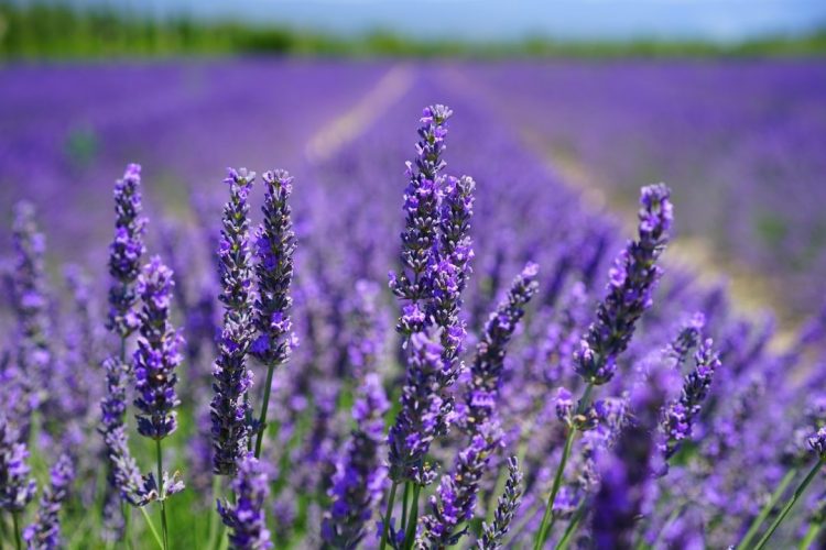7 vegetação que afastam pragas e fungos