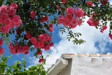 A venustidade das roseiras trepadeiras