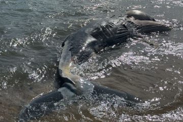 Baleia-jubarte morta em Ilhabela passa por necropsia