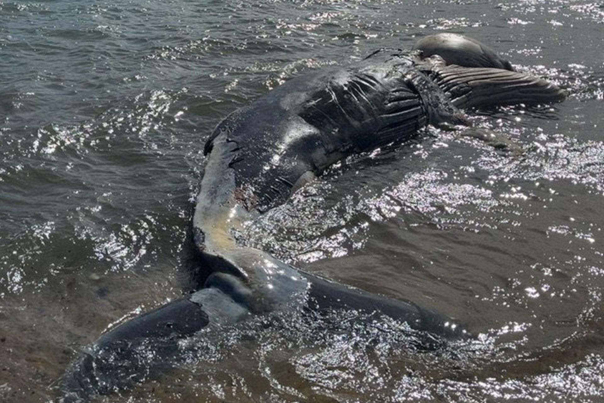 Baleia-jubarte morta em Ilhabela passa por necropsia