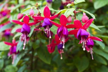Brincos-de-princesa, flores majestosas