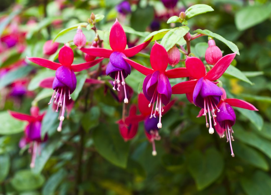 Brincos-de-princesa, flores majestosas