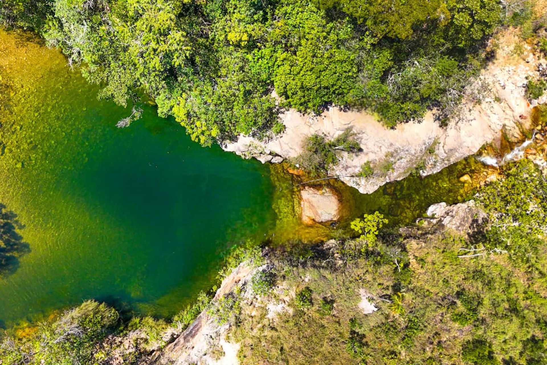 Onça-parda fere rapaz em trilha na Chapada dos Veadeiros