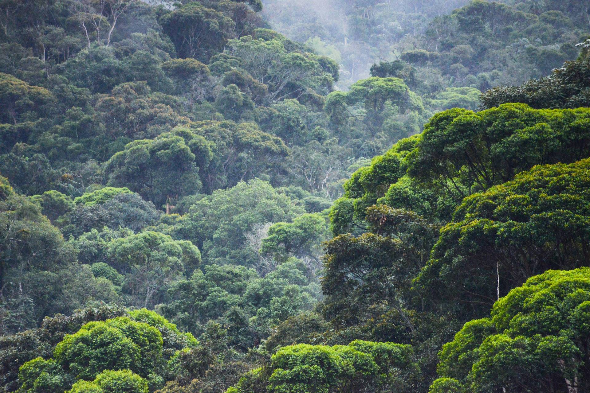 Mata Atlântica tem menor desmatamento em 40 anos, mas flexibilização ambiental prenúncio progressão