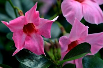 Dipladénia (Mandevilla spp.) – Revista Jardins