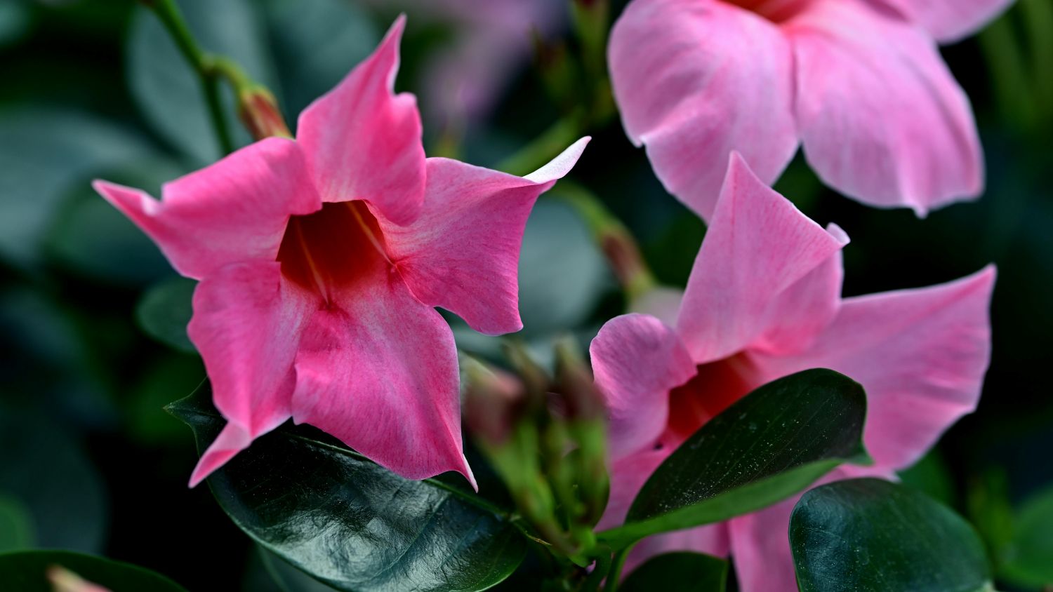 Dipladénia (Mandevilla spp.) – Revista Jardins