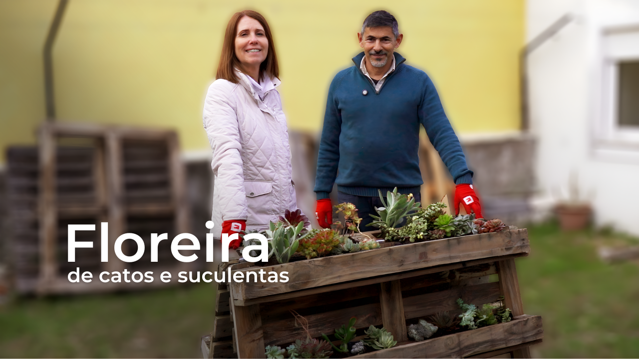 Floreira de catos e suculentas