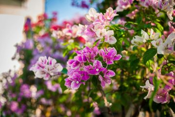 Flores de primavera – Revista Jardins