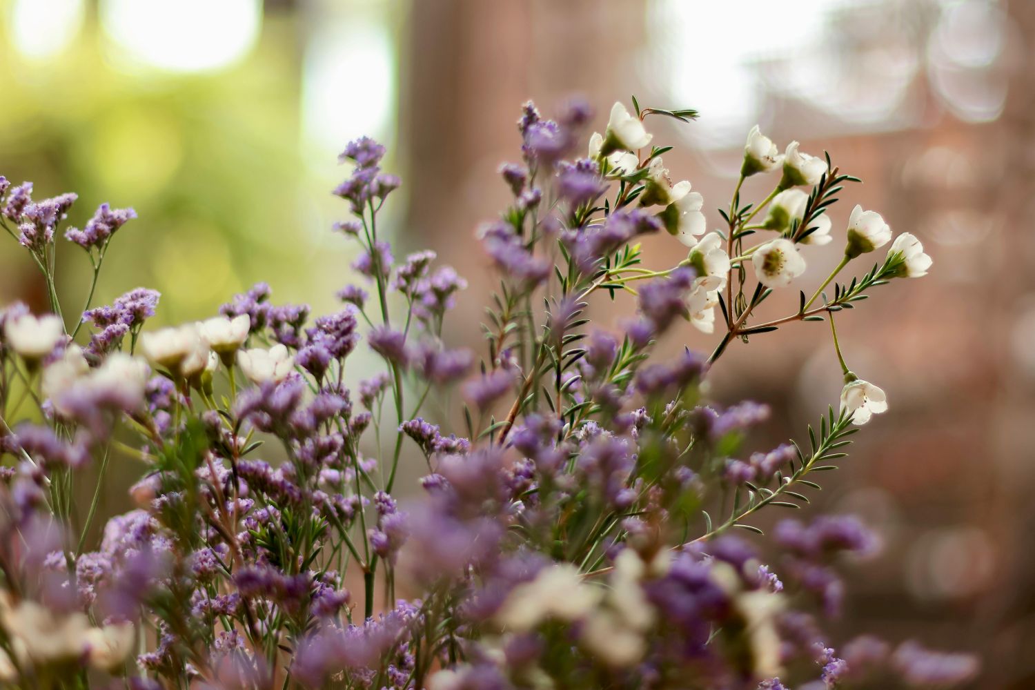 Limonium sp. (Lavanda-marinha) – Revista Jardins