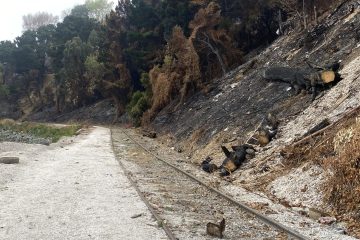 Incêndios já queimaram 150 milhões de hectares de vegetação no planeta em 2026