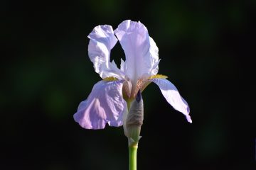 Lírio, o perfume que a terreno esconde