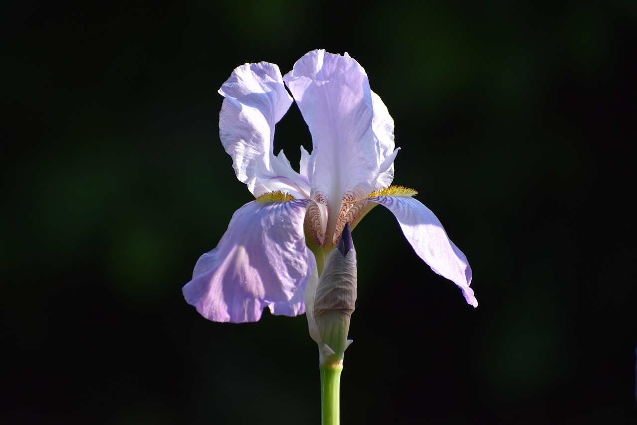 Lírio, o perfume que a terreno esconde