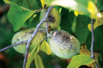 Paw-paw (Asimina triloba) – Revista Jardins