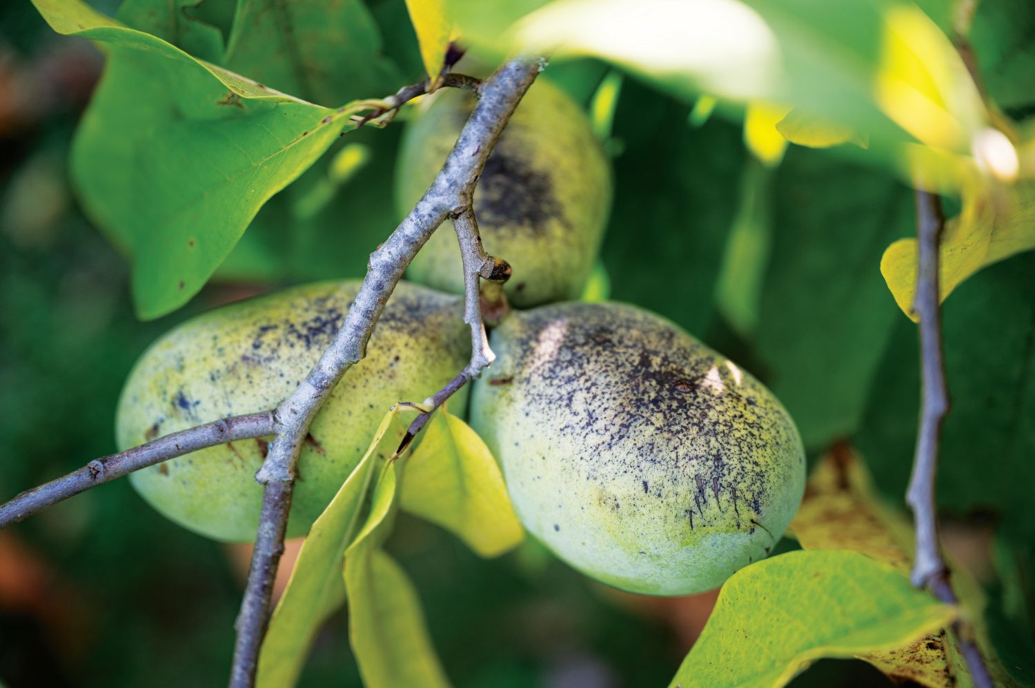 Paw-paw (Asimina triloba) – Revista Jardins