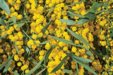 Vegetalidade invasoras em Portugal – Revista Jardins