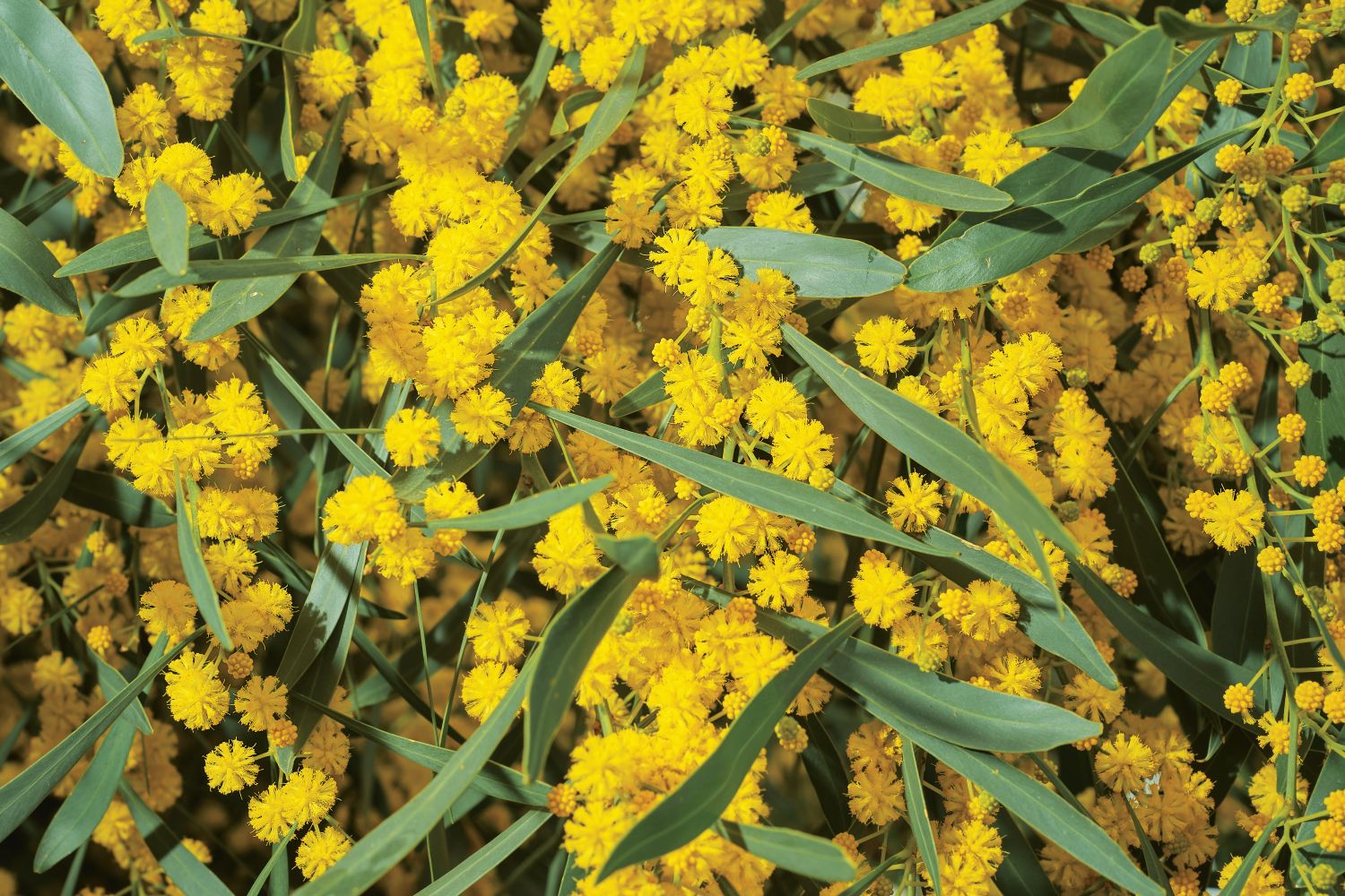 Vegetalidade invasoras em Portugal – Revista Jardins