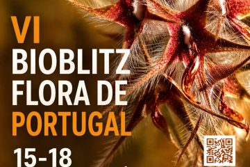 VI Bioblitz Flora de Portugal