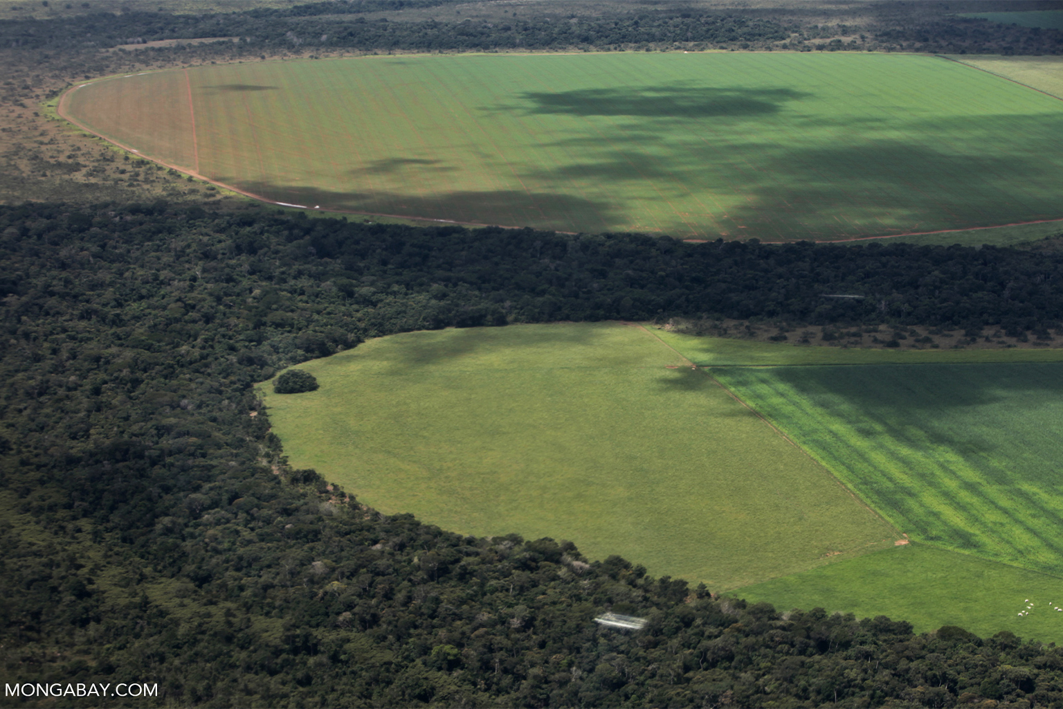 Uma vez que indígenas estão reagindo ao verosímil termo da Moratória da Soja na Amazônia