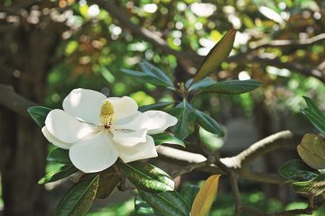 5 aromas para as noites de verão