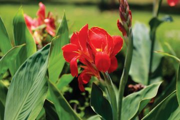 Canna: A flor tropical que transforma o jardim