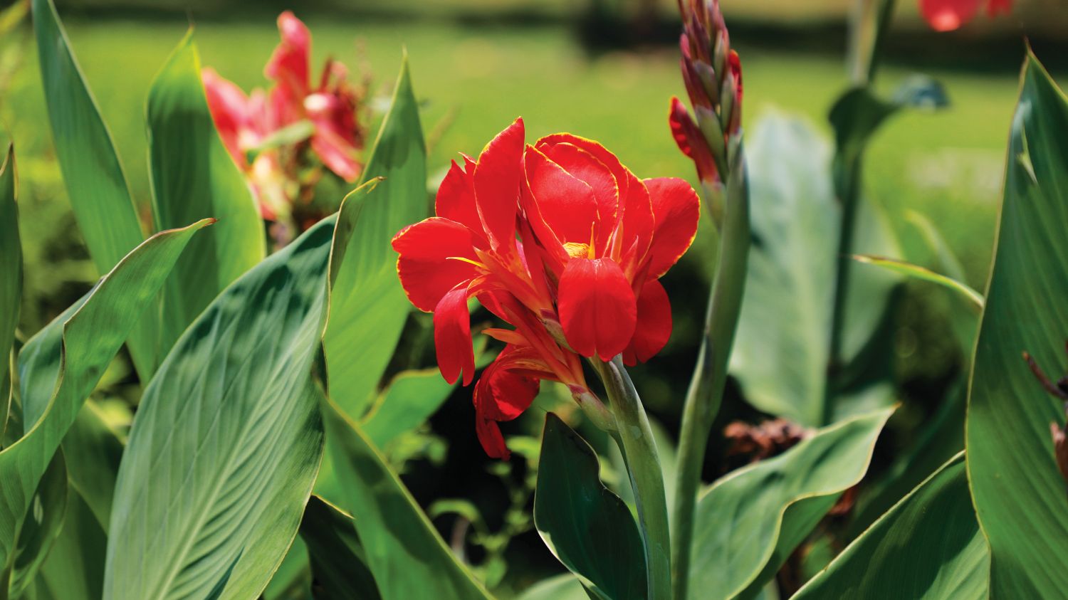 Canna: A flor tropical que transforma o jardim