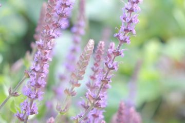 Conheça melhor a sua Salvia microphylla
