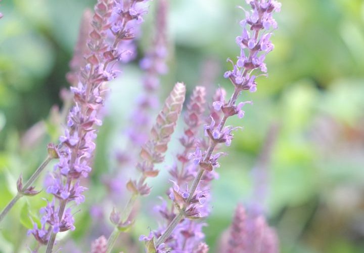 Conheça melhor a sua Salvia microphylla