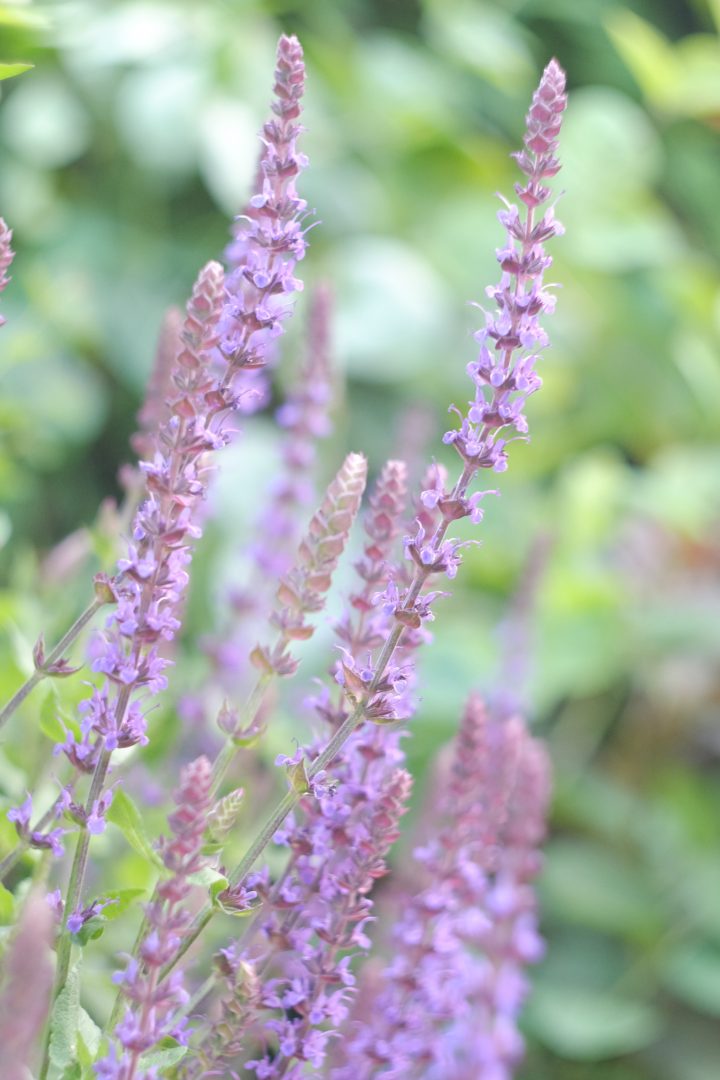 Conheça melhor a sua Salvia microphylla