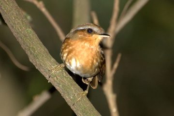 Desmatamento altera características físicas de aves da Mata Atlântica