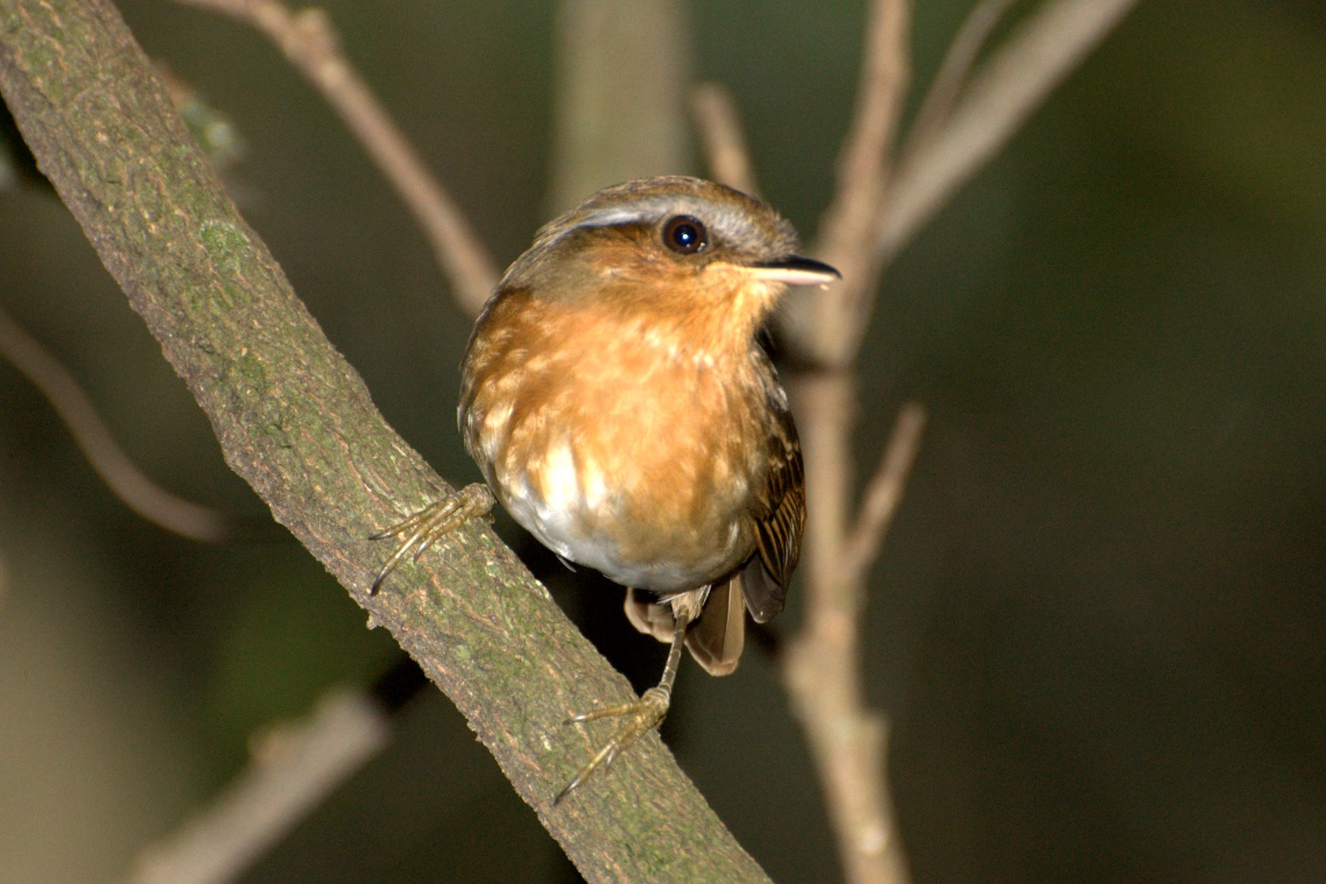 Desmatamento altera características físicas de aves da Mata Atlântica