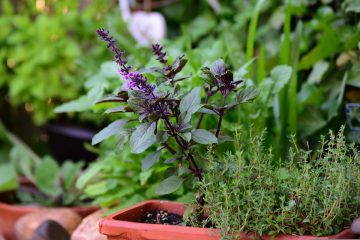 Ervas aromáticas: porquê cuidar e poupar